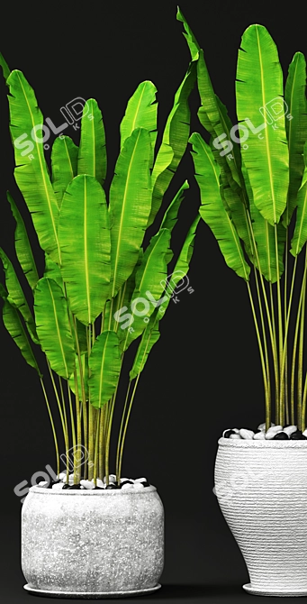 Tropical Bliss: Set of Banana Trees 3D model image 2