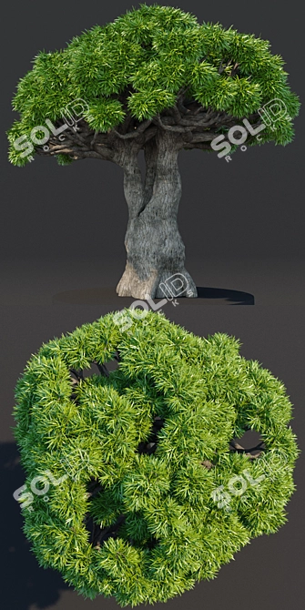Dragon Tree: Lifelike 3D Model 3D model image 2