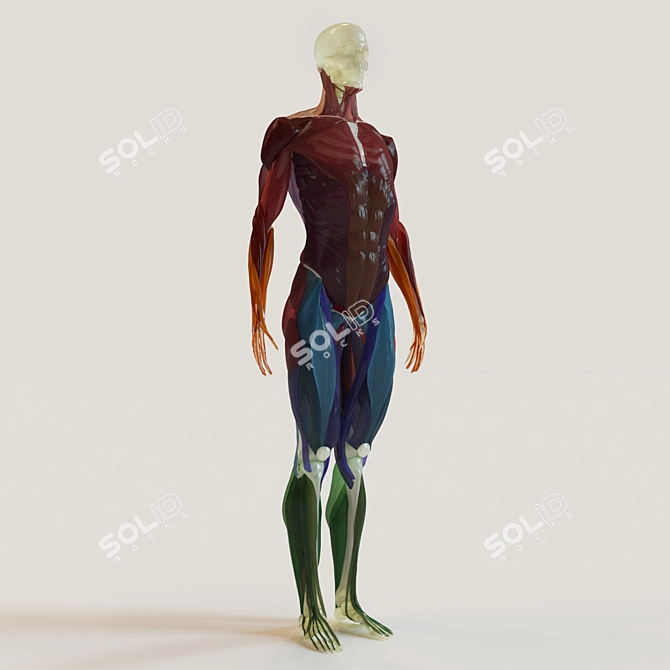 Complete Muscle & Skeleton Set 3D model image 1