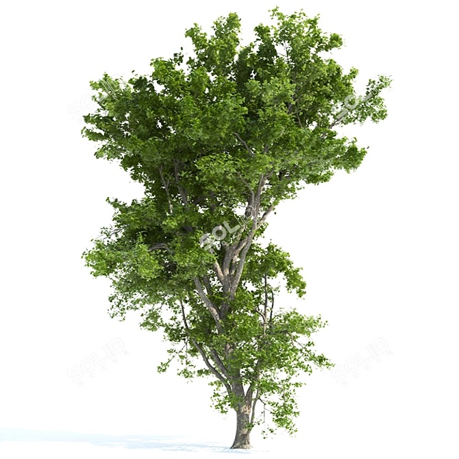 Blooming Beauty: High Poly Spring Tree 3D model image 1