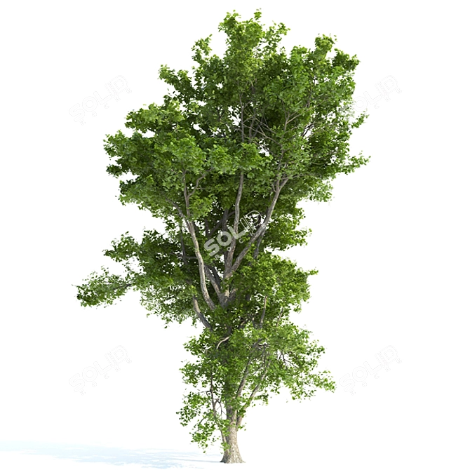 Blooming Beauty: High Poly Spring Tree 3D model image 2