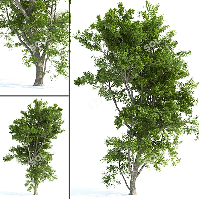 Blooming Beauty: High Poly Spring Tree 3D model image 3