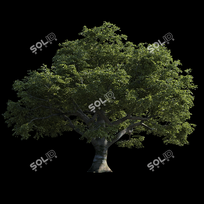 Geometric Beech: Rich Texture & Large Leaves 3D model image 1