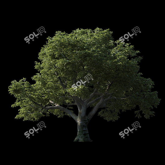 Geometric Beech: Rich Texture & Large Leaves 3D model image 2