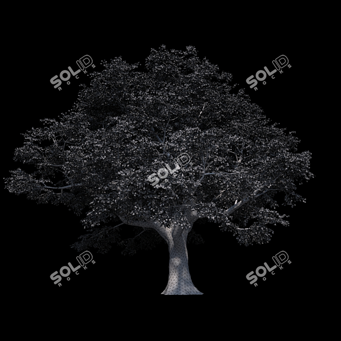 Geometric Beech: Rich Texture & Large Leaves 3D model image 3