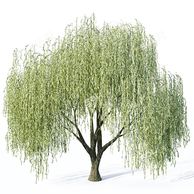 Elegant Willow Tree Sculpture 3D model image 1
