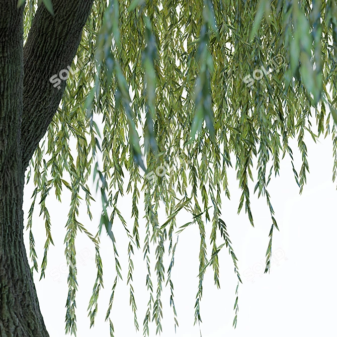 Elegant Willow Tree Sculpture 3D model image 2