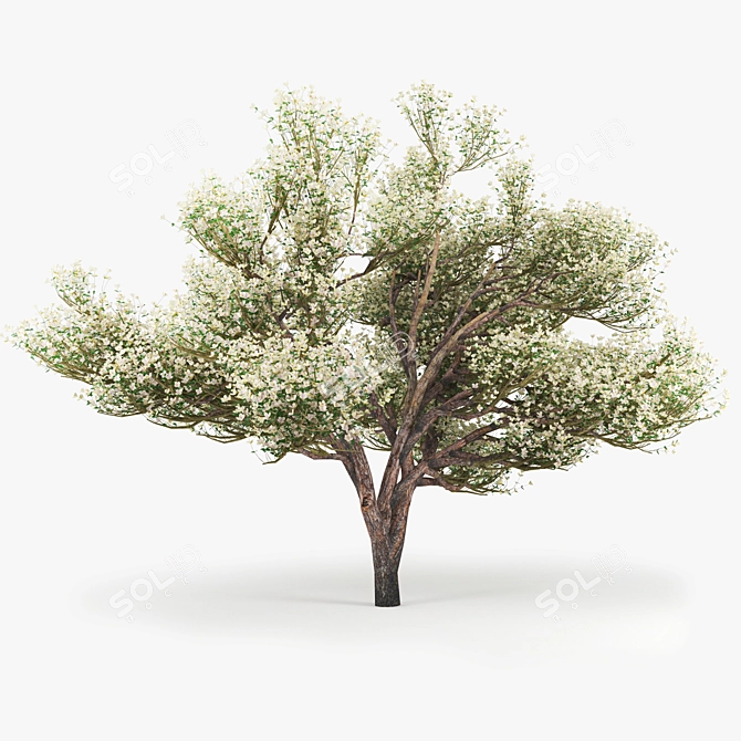 Blossoming Apple Tree 3D model image 1