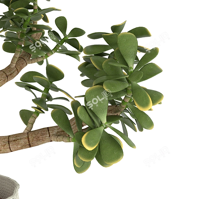 Lucky Money Tree: Bring Prosperity and Good Fortune 3D model image 2