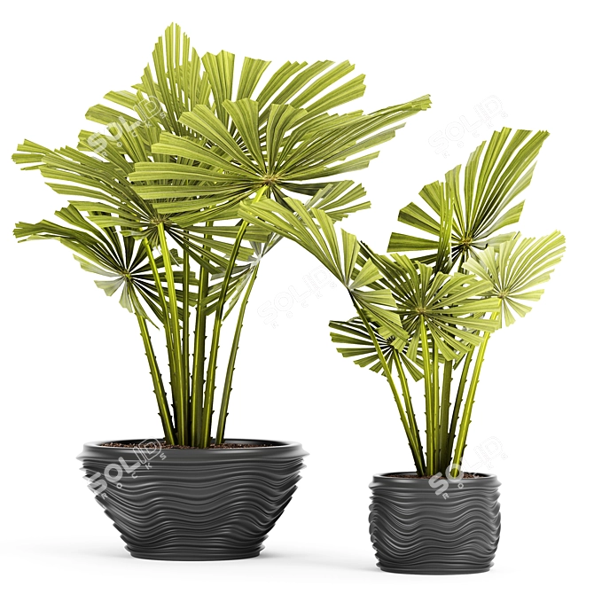 Exquisite Licuala Spinosa Palm 3D model image 1