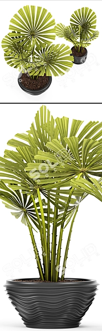 Exquisite Licuala Spinosa Palm 3D model image 2