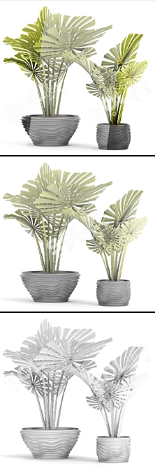 Exquisite Licuala Spinosa Palm 3D model image 3