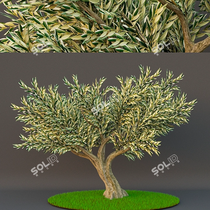 Evergreen beauty: Poly Oliva 3D model image 1