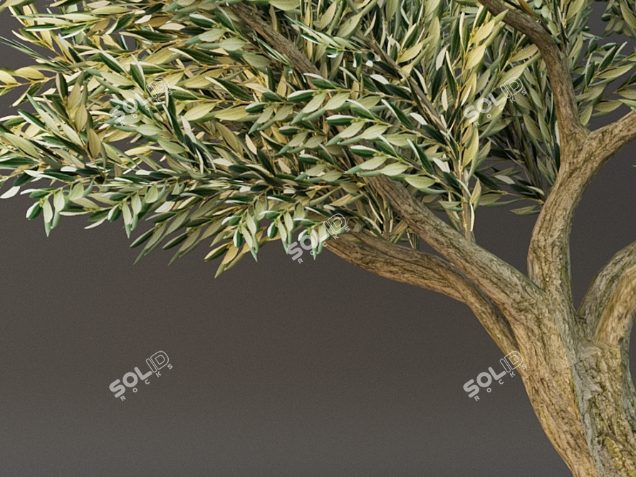 Evergreen beauty: Poly Oliva 3D model image 3