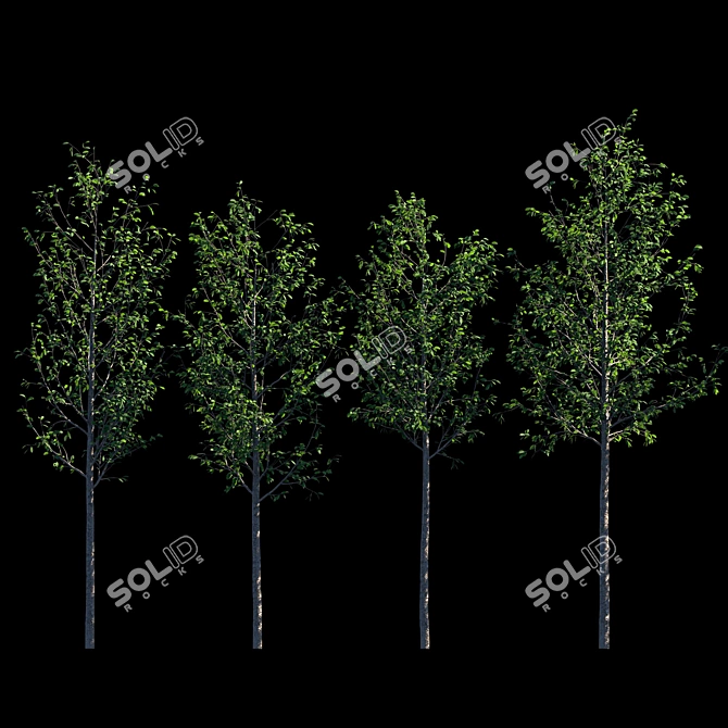 Tall Tree Models: 3m Height 3D model image 1