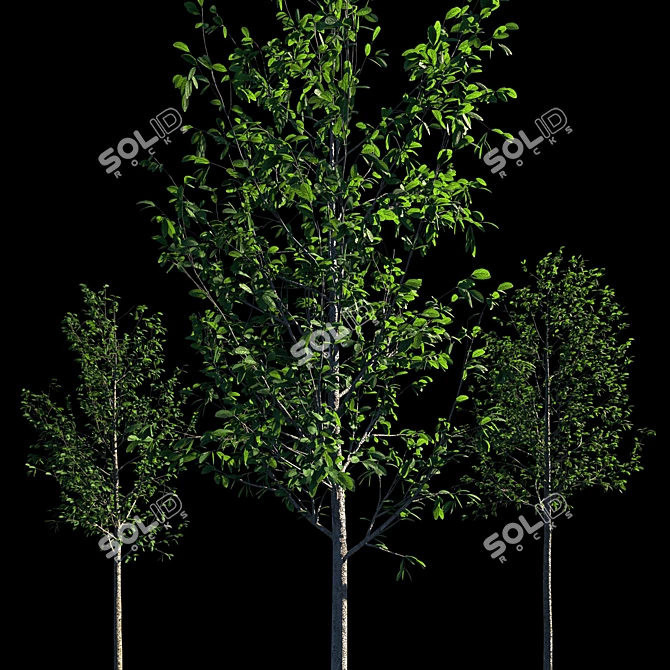 Tall Tree Models: 3m Height 3D model image 2