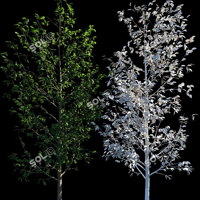 Tall Tree Models: 3m Height 3D model image 3