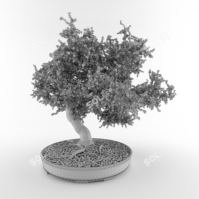 Elegant Bonsai in Pot 3D model image 3