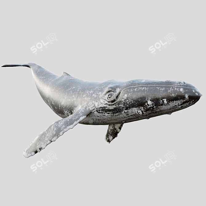 4K Grey Whale Sculpture 3D model image 2