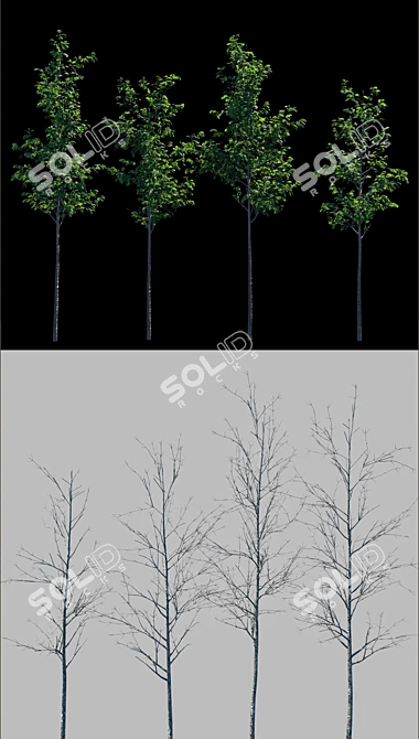 Growing Green: 2m Tall Tree Models 3D model image 2