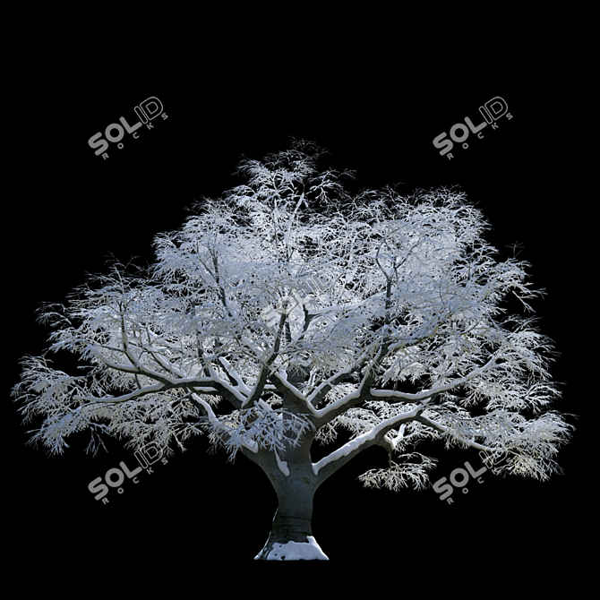 Snow Beech Tree: Winter Wonderland 3D model image 1