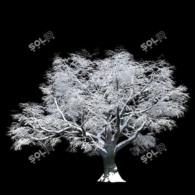 Snow Beech Tree: Winter Wonderland 3D model image 2