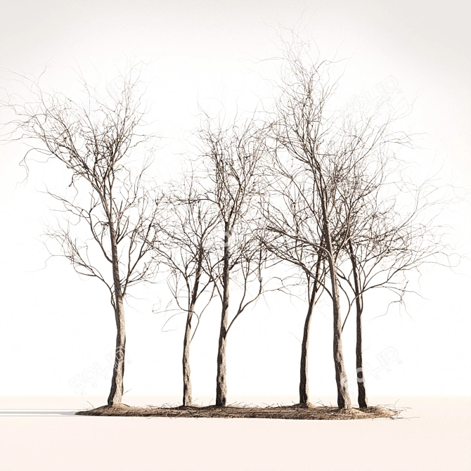 Wooden Seasonal Trees 3D model image 1