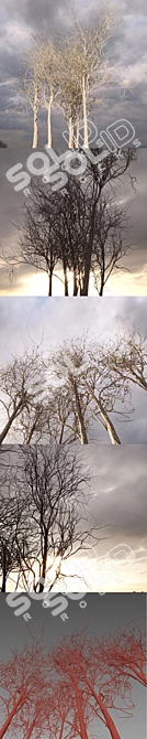 Wooden Seasonal Trees 3D model image 3