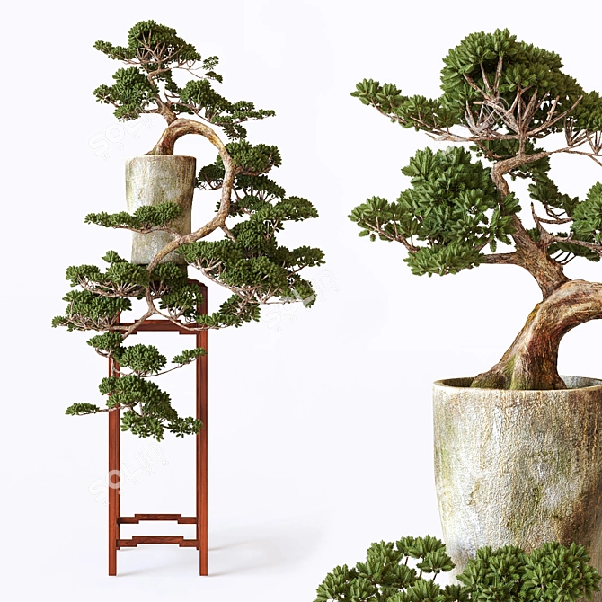 Elegant Bonsai Tree for Home Decor 3D model image 1