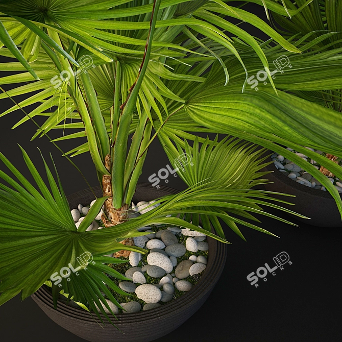 Tropical Vibes: Palm Tree Pot 3D model image 2