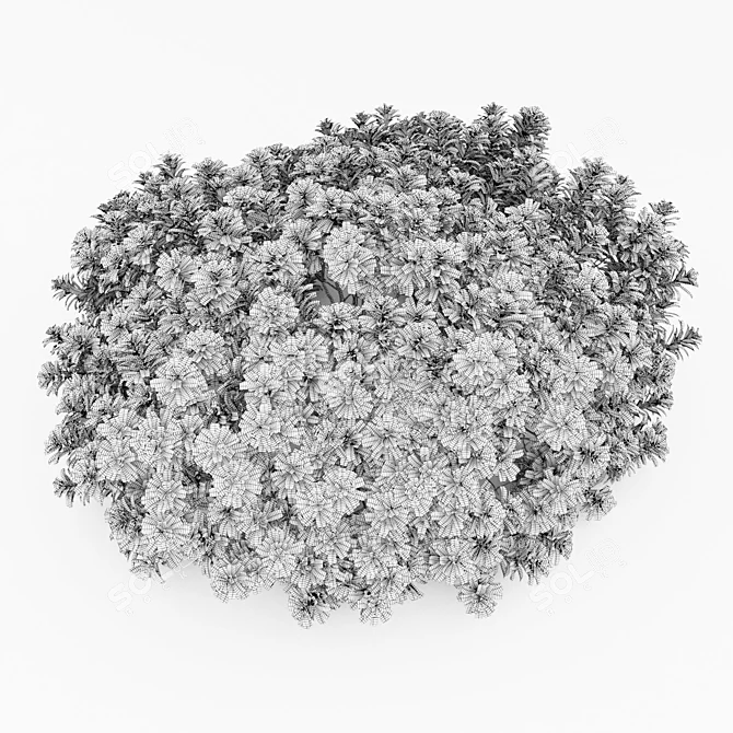 Botanically accurate Pittosporum model 3D model image 3