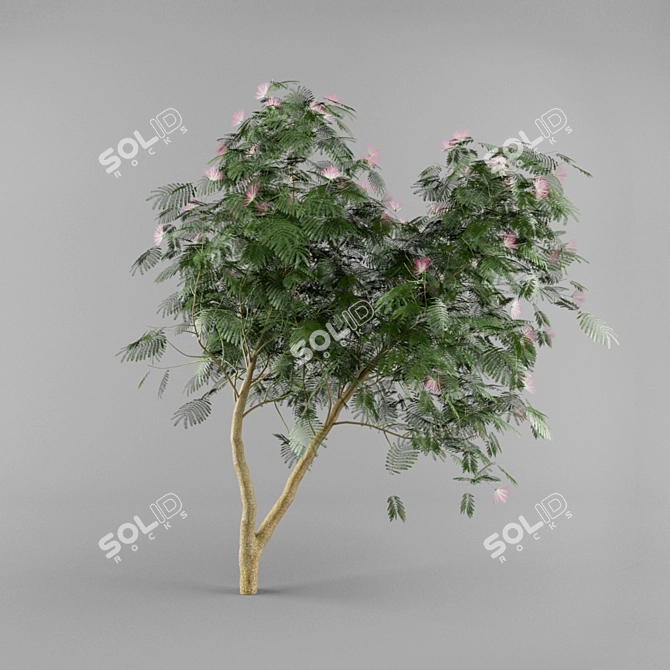 Persian Silk Tree - Adult Forms 3D model image 1