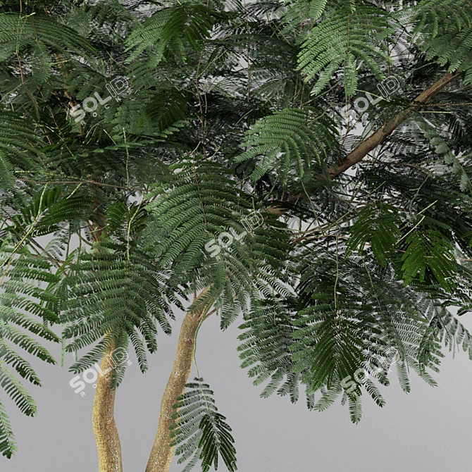 Persian Silk Tree - Adult Forms 3D model image 3