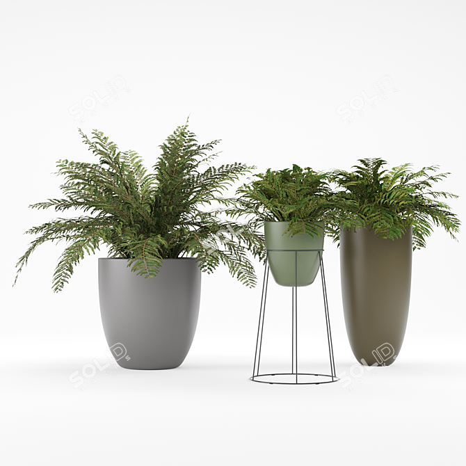 Lush Foliage Ferns 3D model image 1