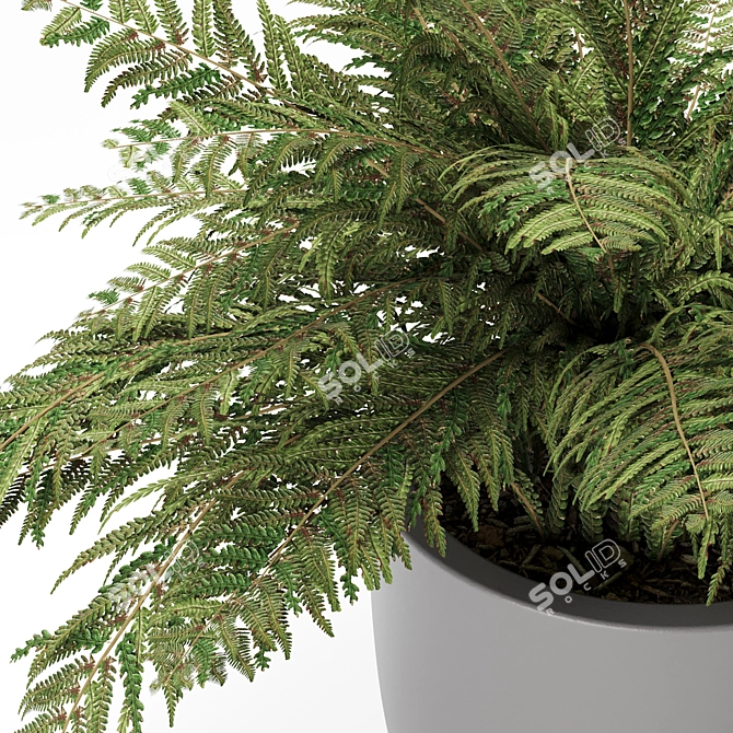 Lush Foliage Ferns 3D model image 2