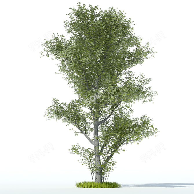 Elegant Aspen Tree 3D model image 1