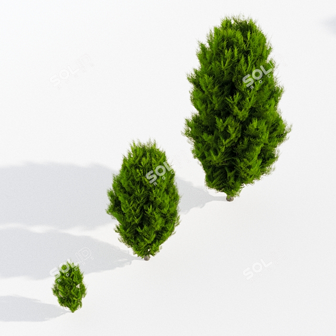 Lifelike Thuja Trio: 3 Ages 3D model image 3