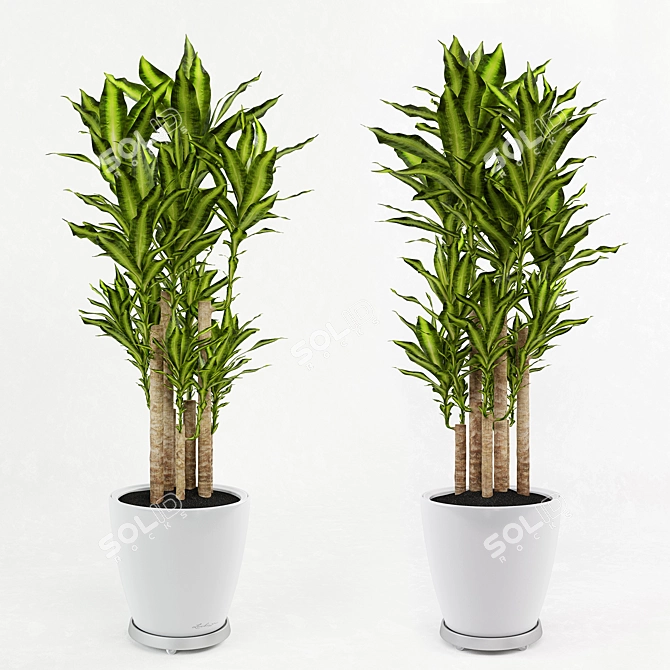 Mobile Dracaena Plant in Vase Stand 3D model image 2