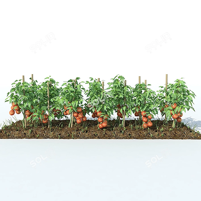 Temperate Tomato Medley 3D model image 3