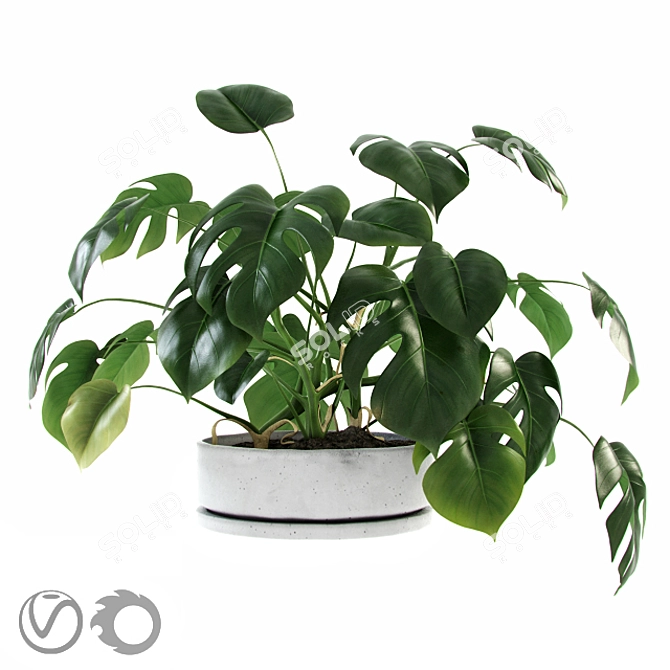 Versatile Liana Monstera: Concrete Pot 3D model image 1