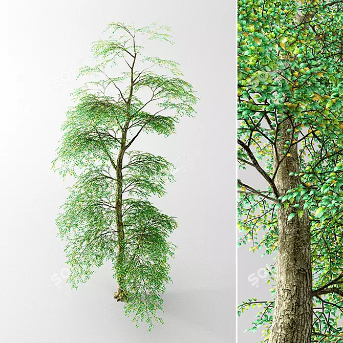 Lush Tall Tree: Stunning 3D Model 3D model image 1