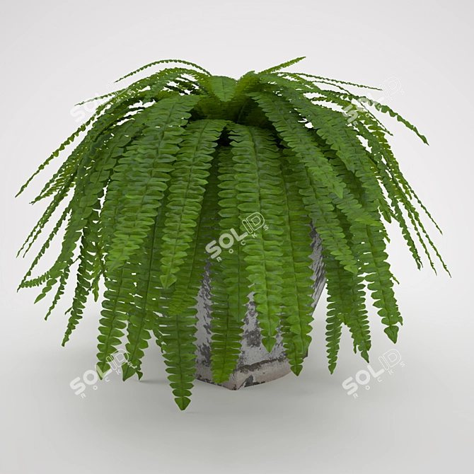 Elegant Boston Fern: Home Decor 3D model image 1