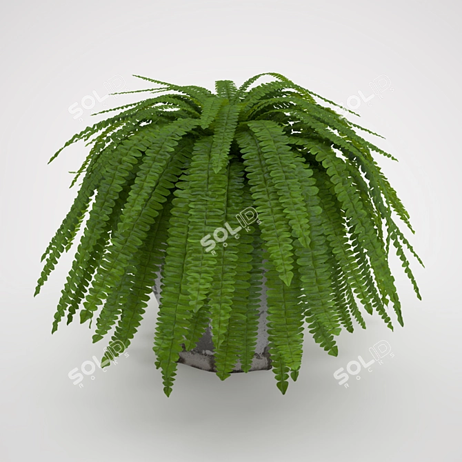 Elegant Boston Fern: Home Decor 3D model image 2