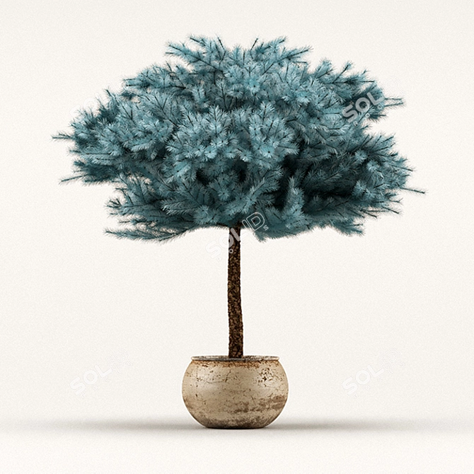 Colorado Blue Spruce: Stunning Polys & Verts 3D model image 1