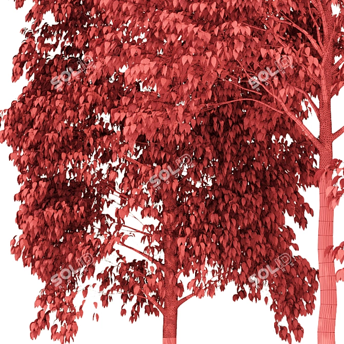 Populus Crowns: 3D Tree Models 3D model image 3