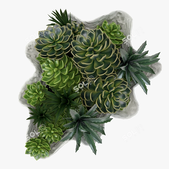 Sea Life Succulent Bowl 3D model image 2