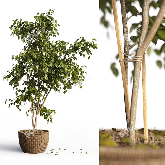 Benjamin Ficus Tree: High-quality 3D Model 3D model image 1