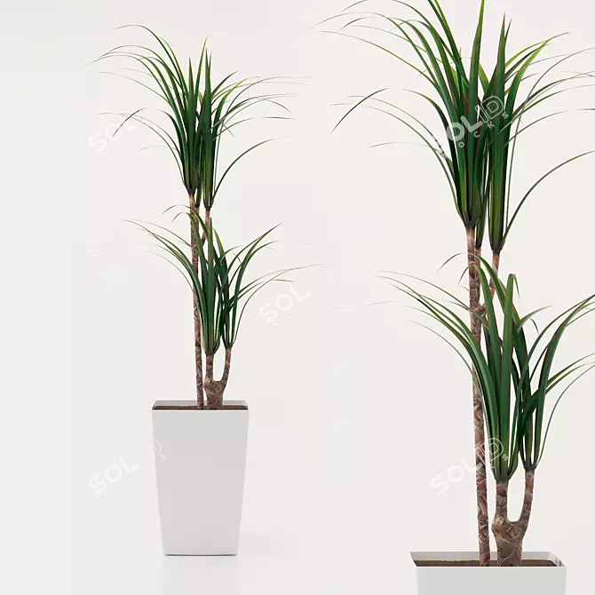 Dracaena Pot Plant 3D model image 1