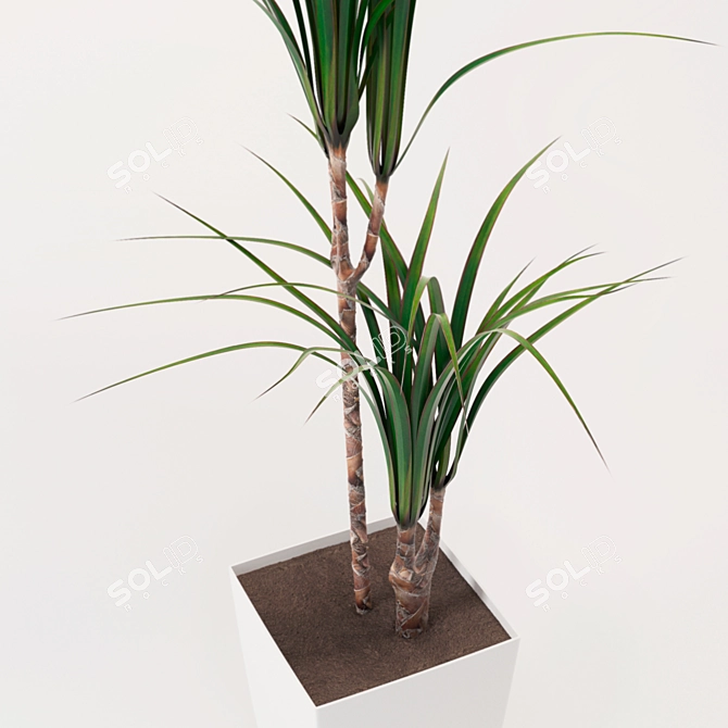 Dracaena Pot Plant 3D model image 2