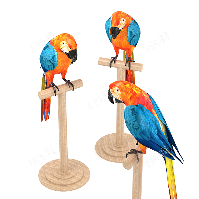 Feathered Beauty: Macaw 3D model image 1